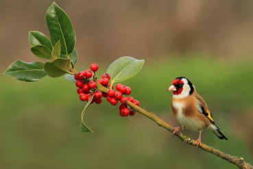 Carduelis carduelis
