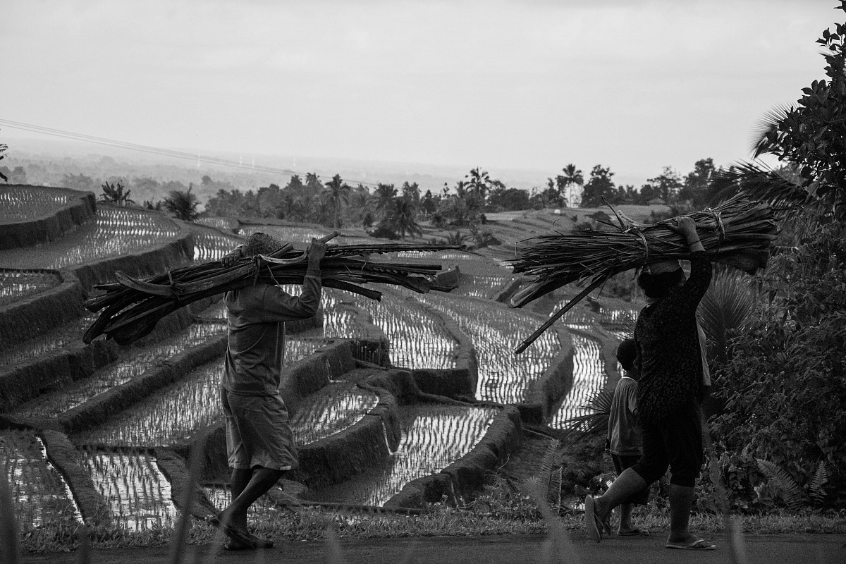 Jatiluwih rice field