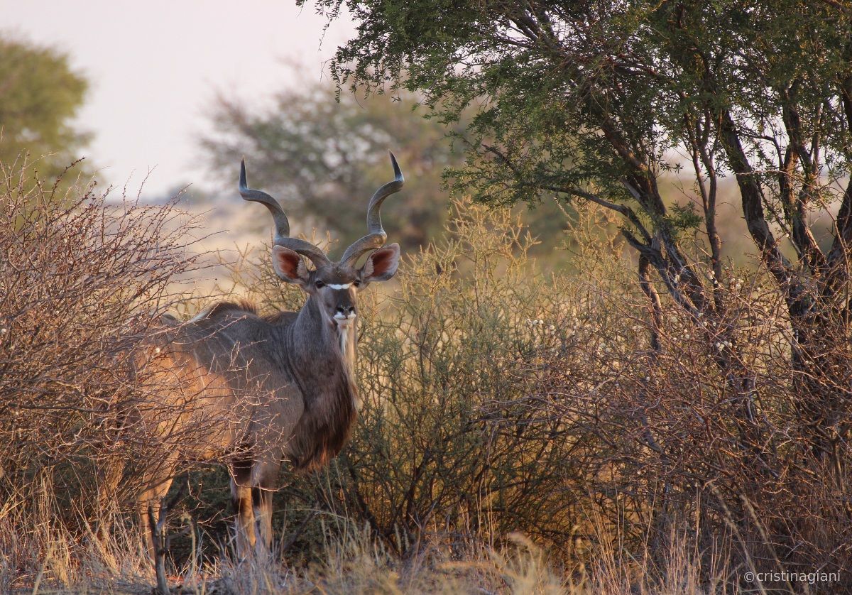 My very first kudu