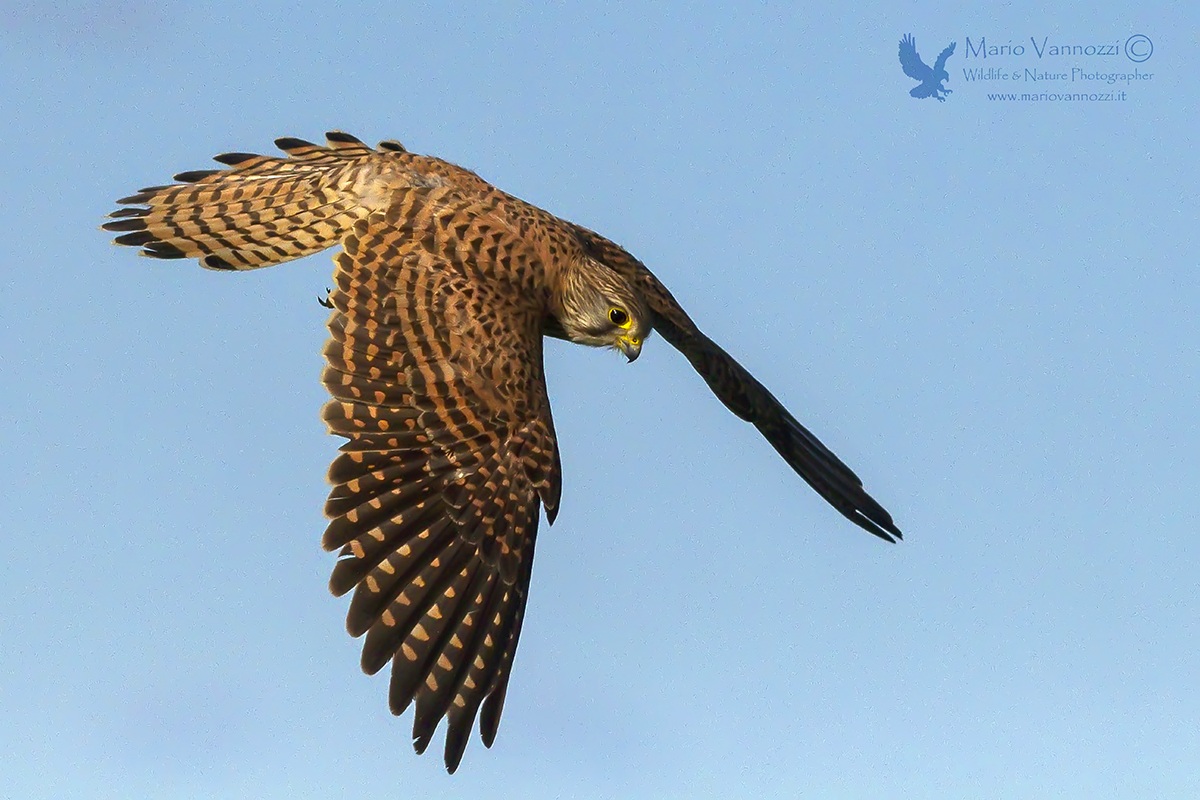 The glide of the Kestrel.