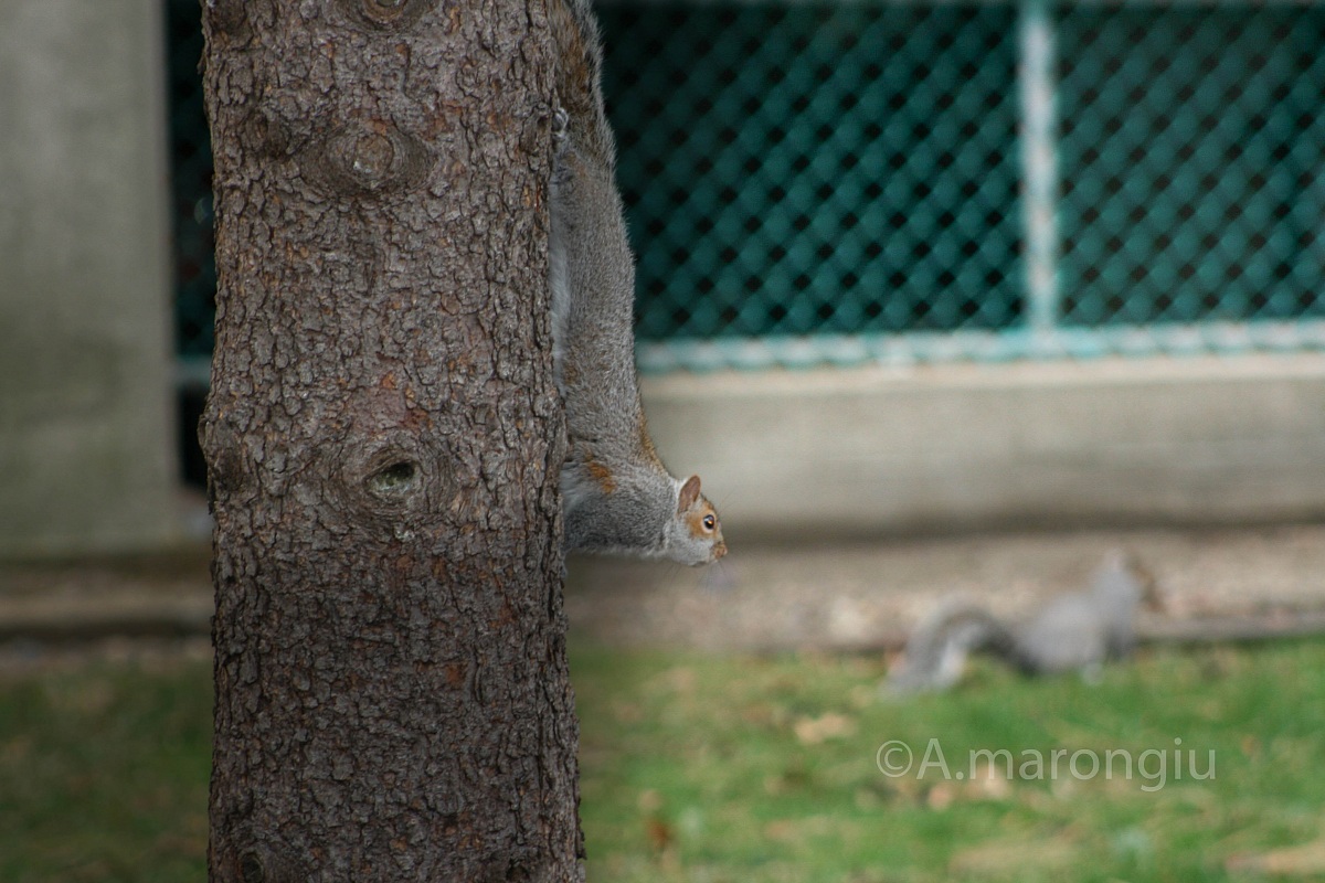 scoiattolo