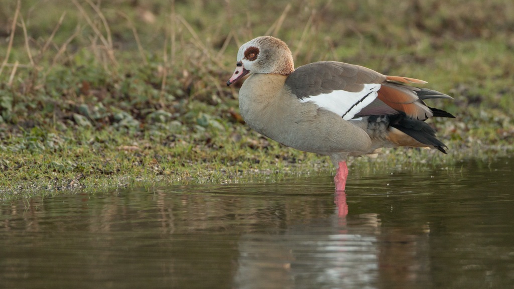 egyptian goose