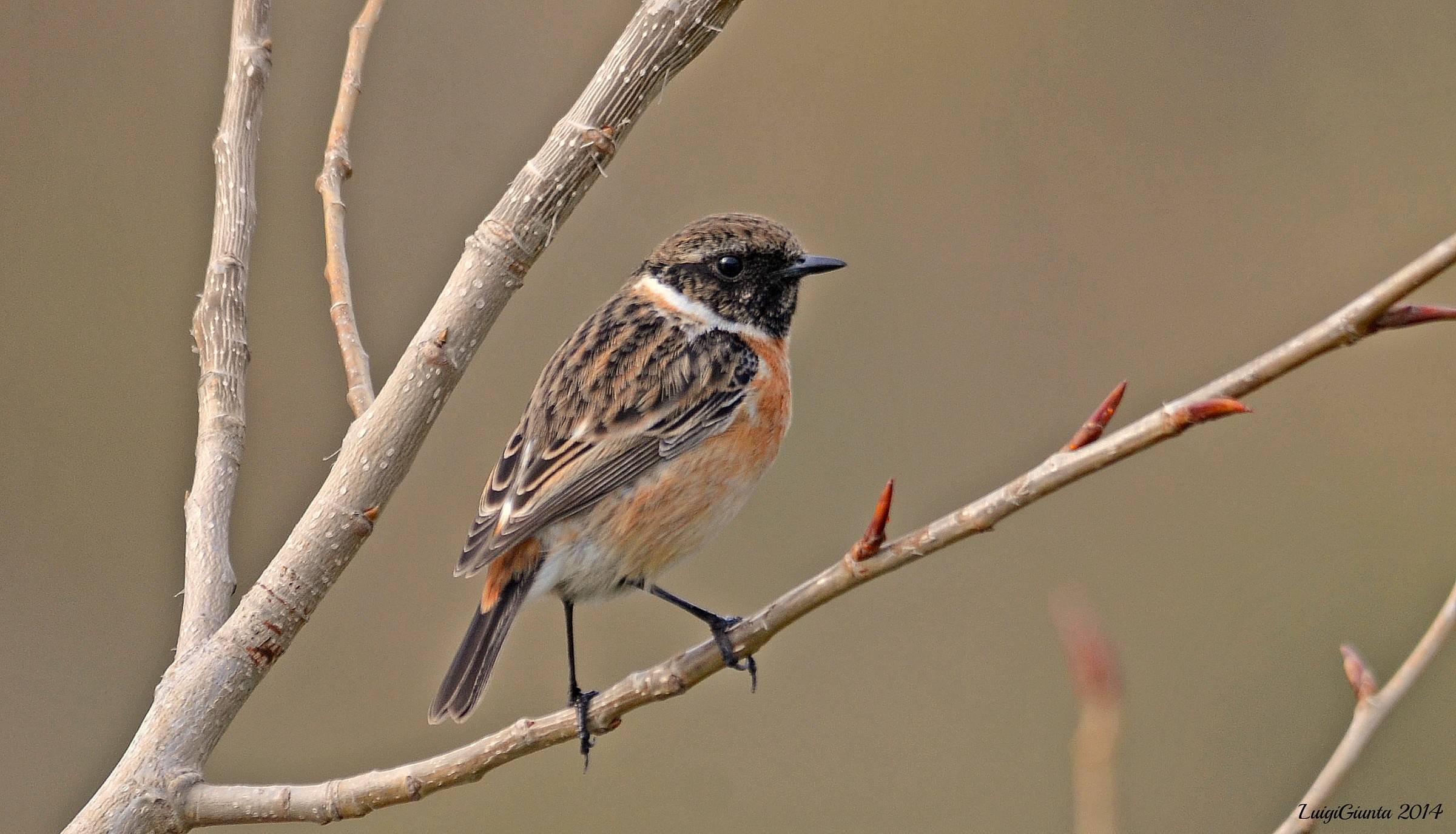 stonechat