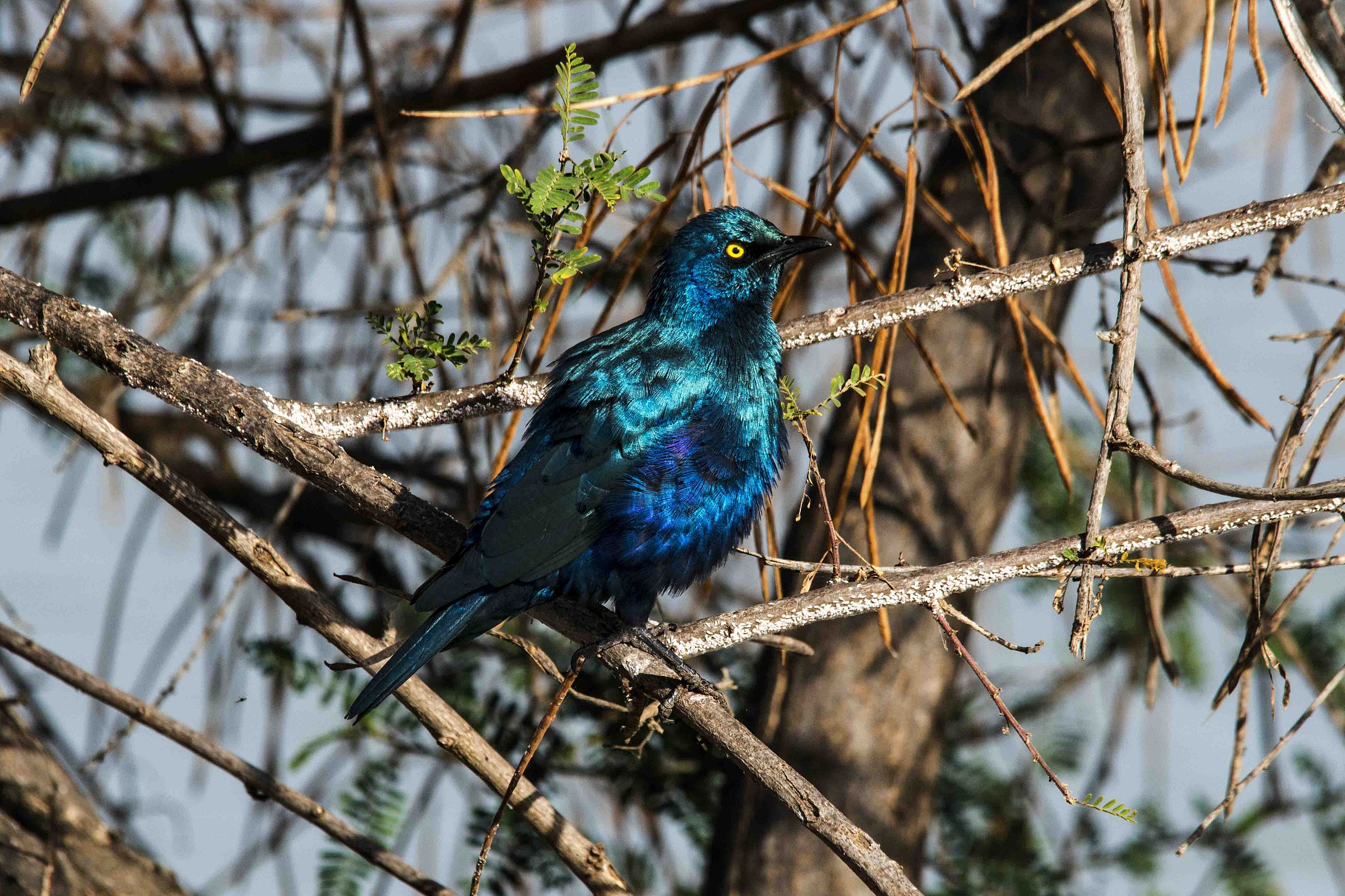 Greater Blue-eared Glossy Starling