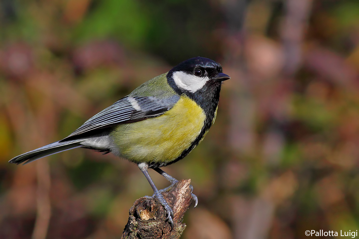Great Tit (Parus caeruleus)