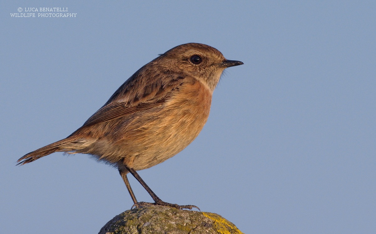 Stonechat