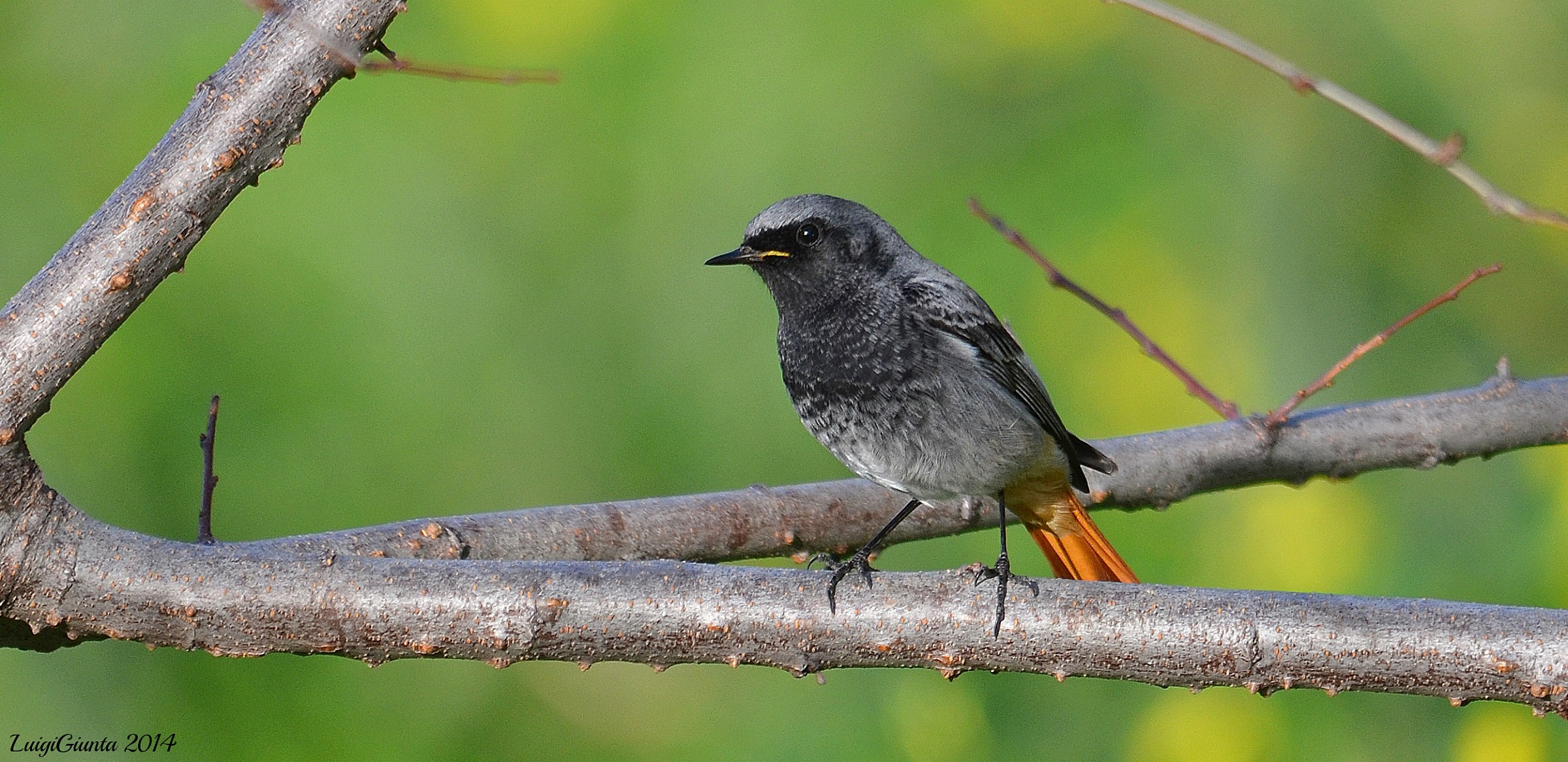 codirosso spazzacamino