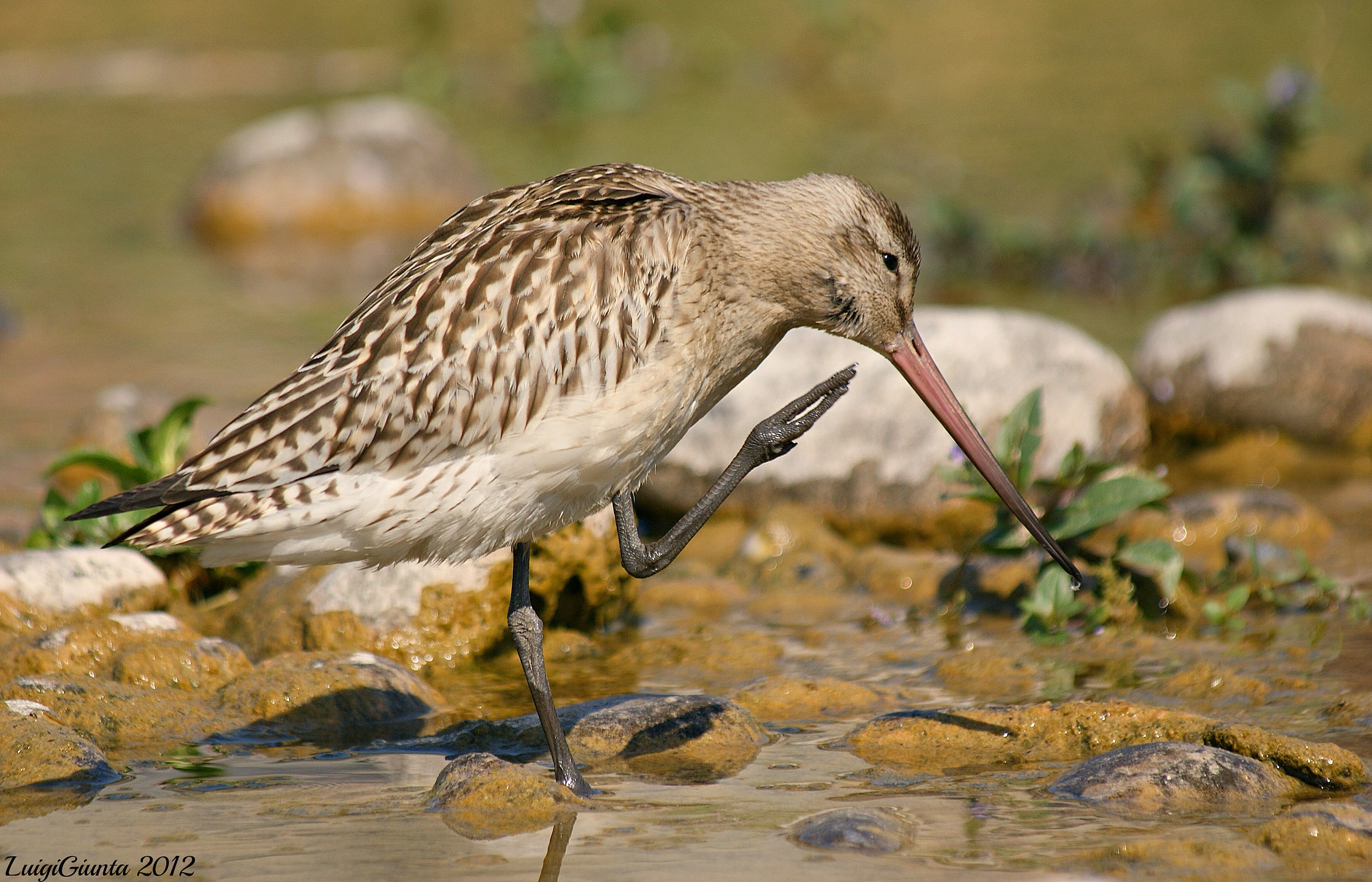godwit less