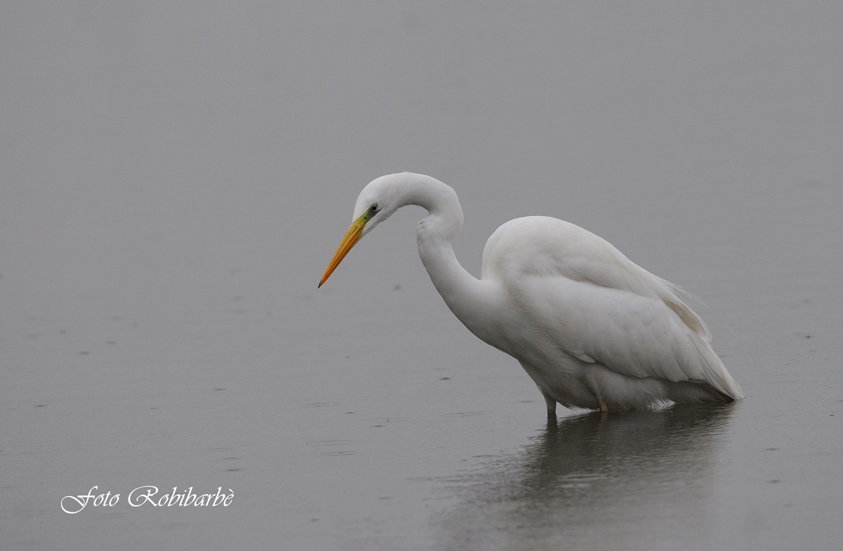 Airone bianco maggiore...