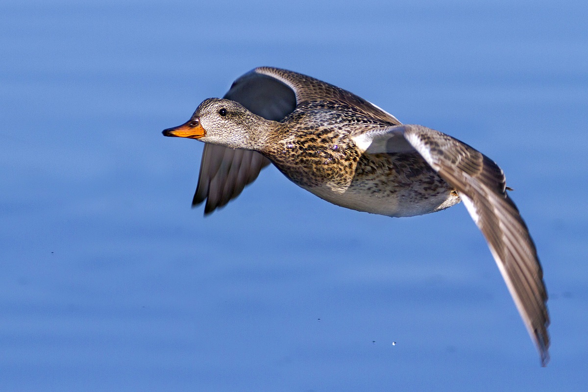 Gadwall in flight - female