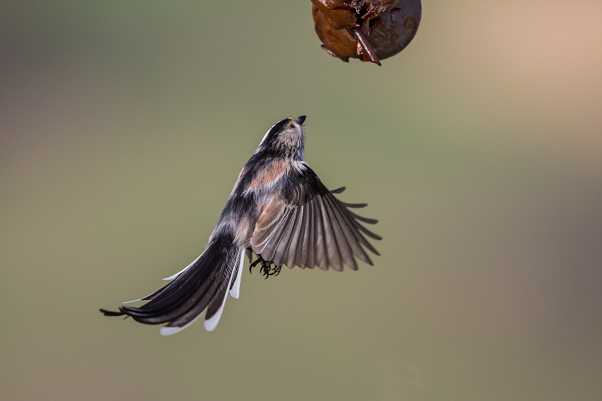 Long-tailed Tit