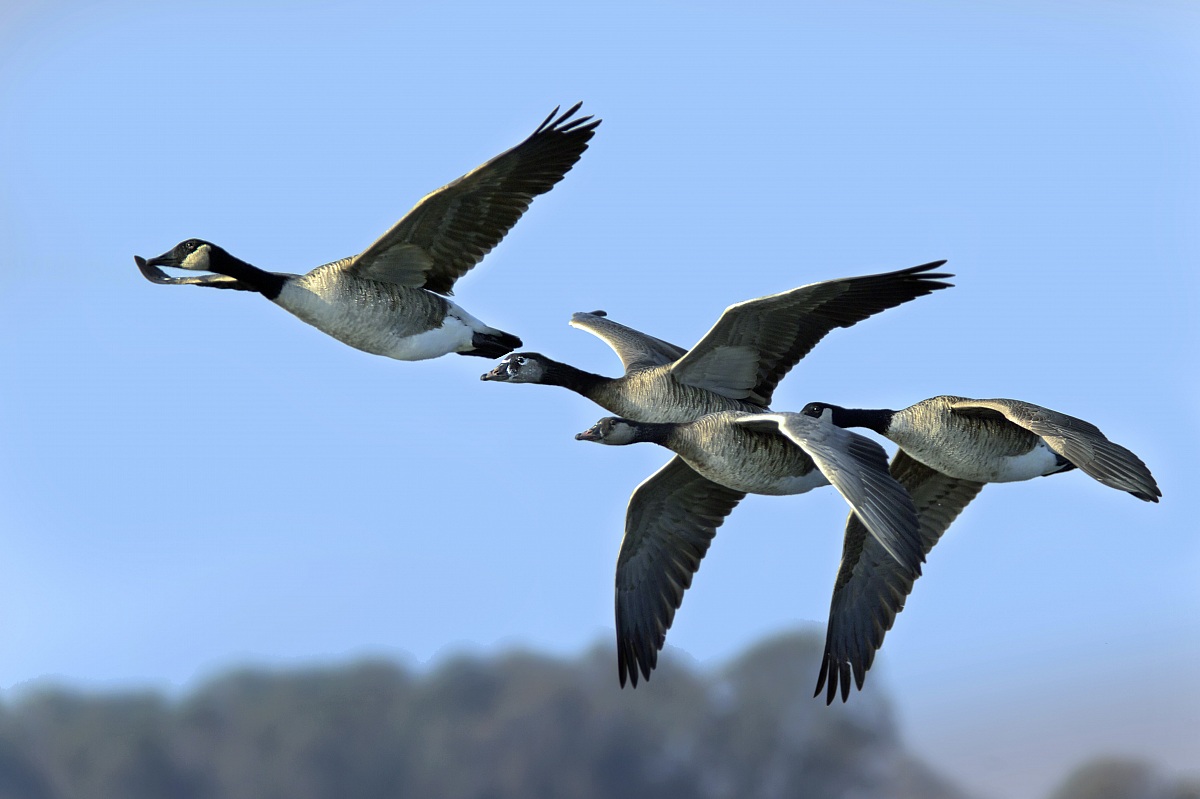 Canadian Geese in flight - family