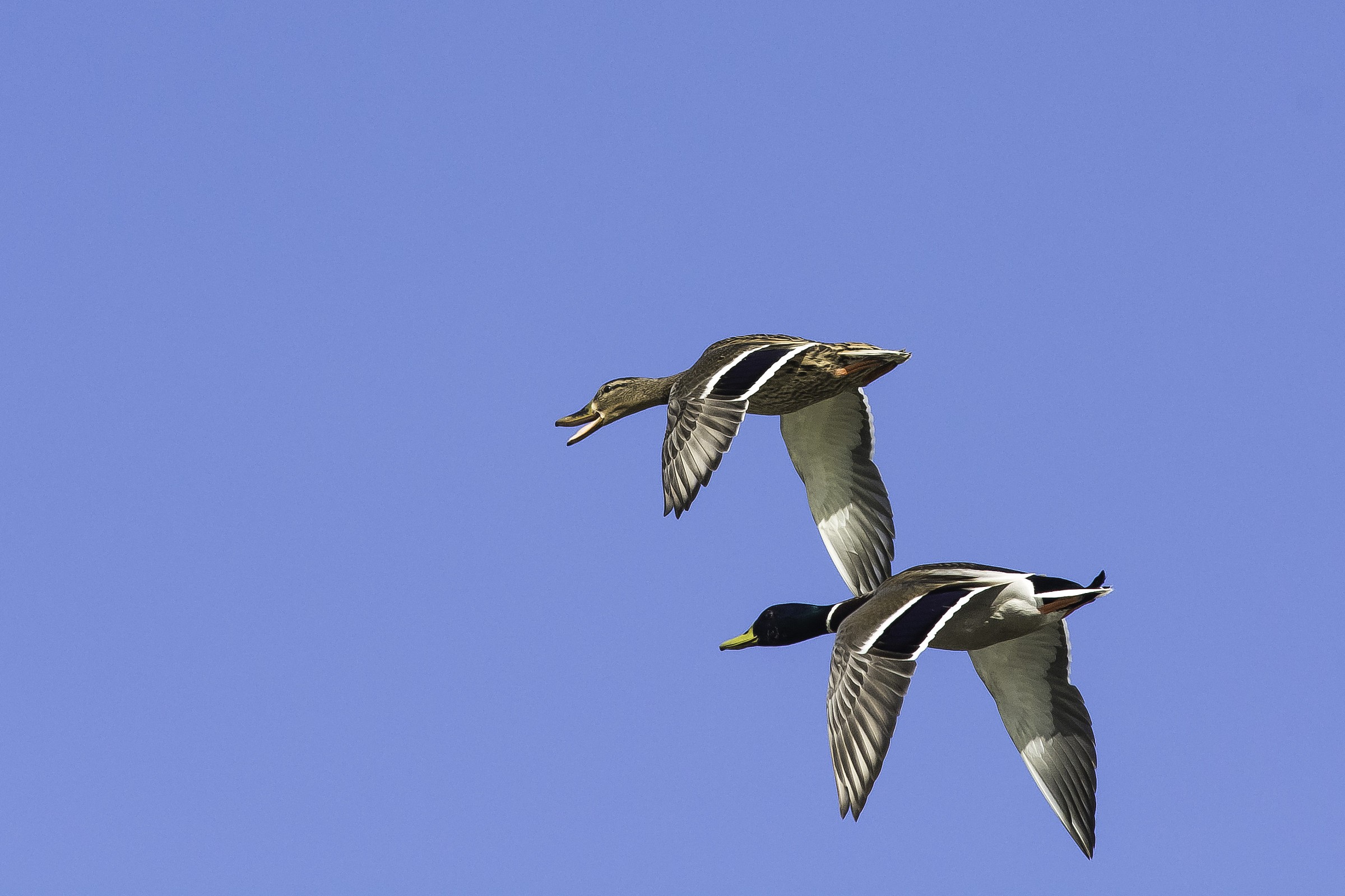 Pair of mallards in flight