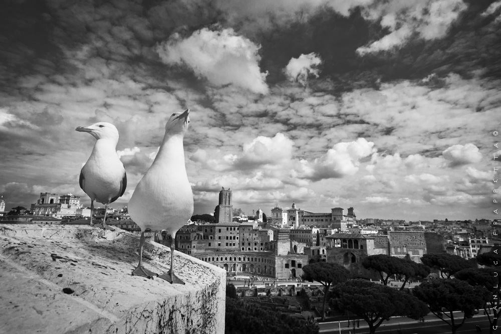 Altar of the Fatherland-gulls ...