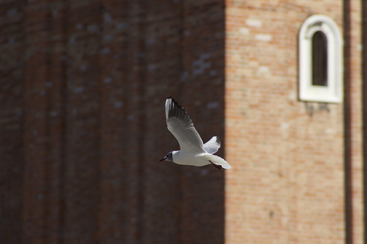 flying to the bell tower