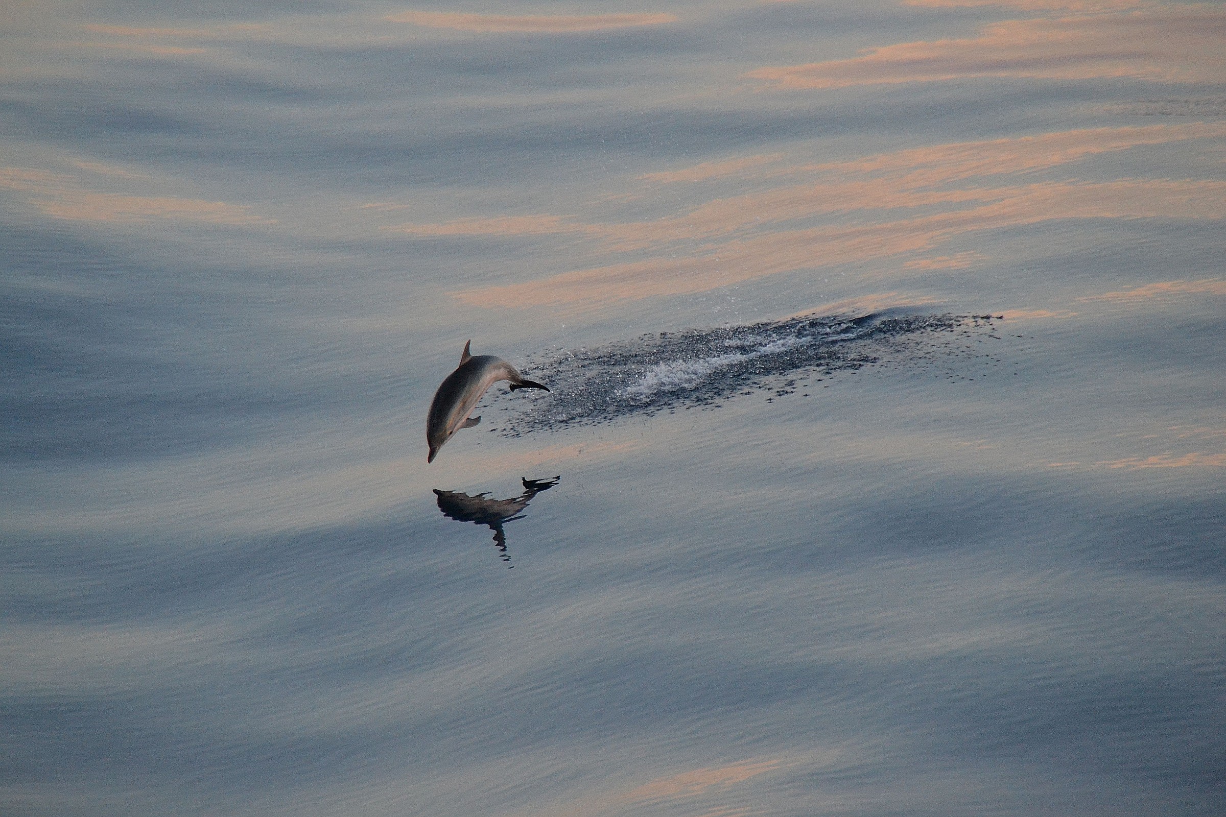 delfino  dal traghetto