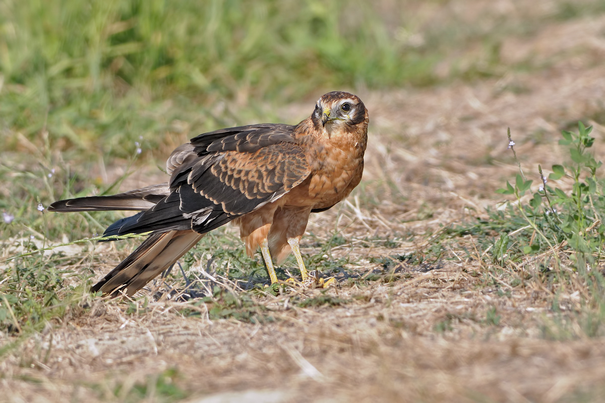 Harrier. (Circus pygargus)