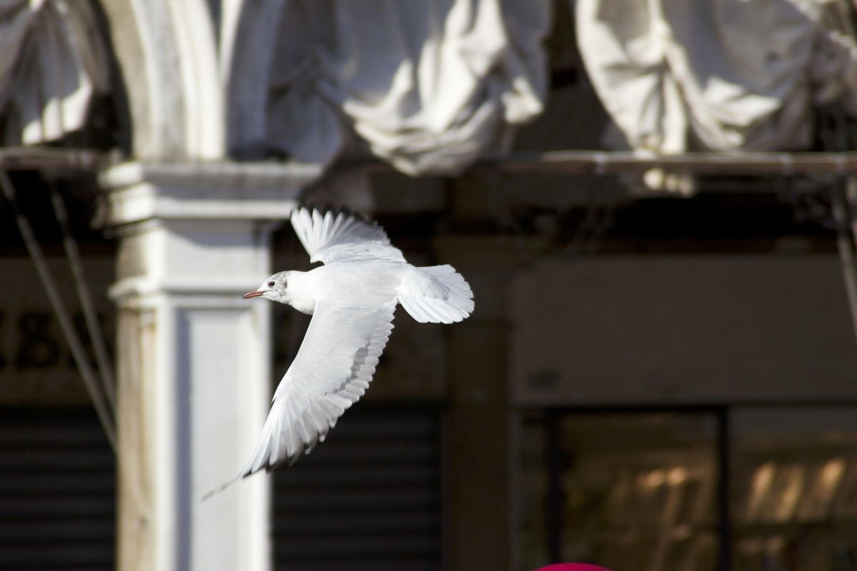volo in San Marco 2