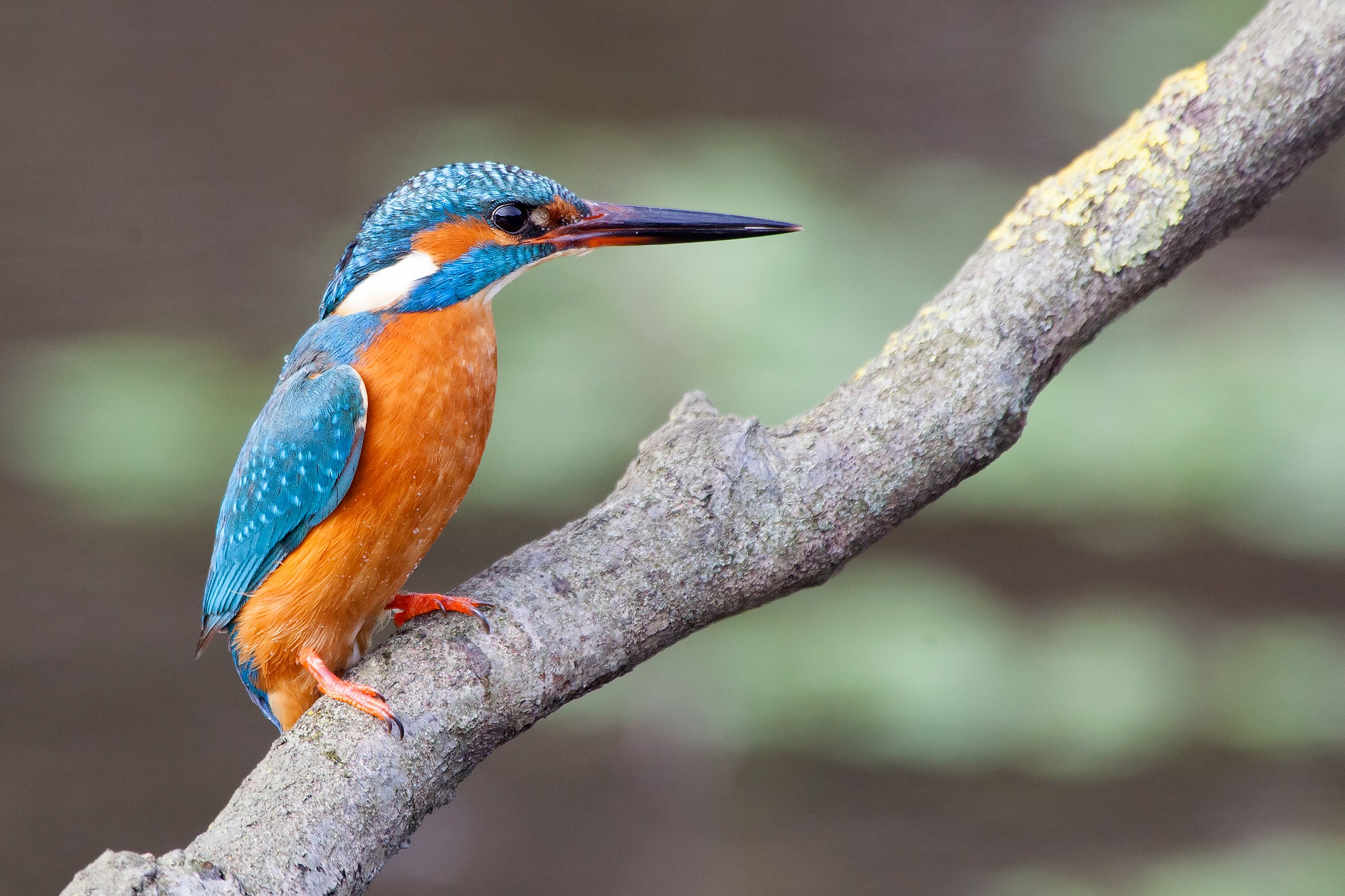 The King after the plunge