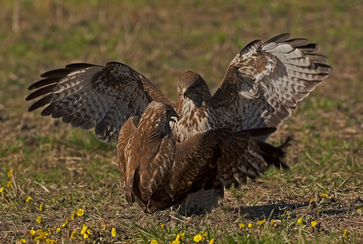 Buzzards
