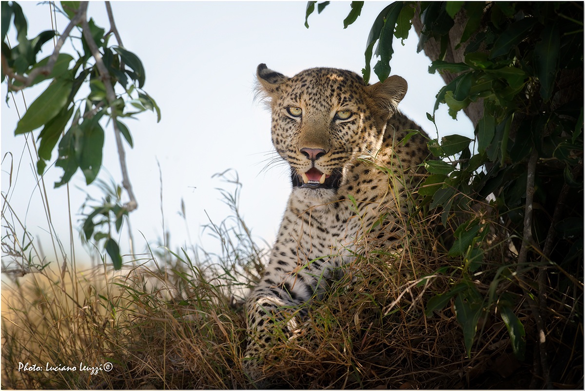 Leopard in relaxation