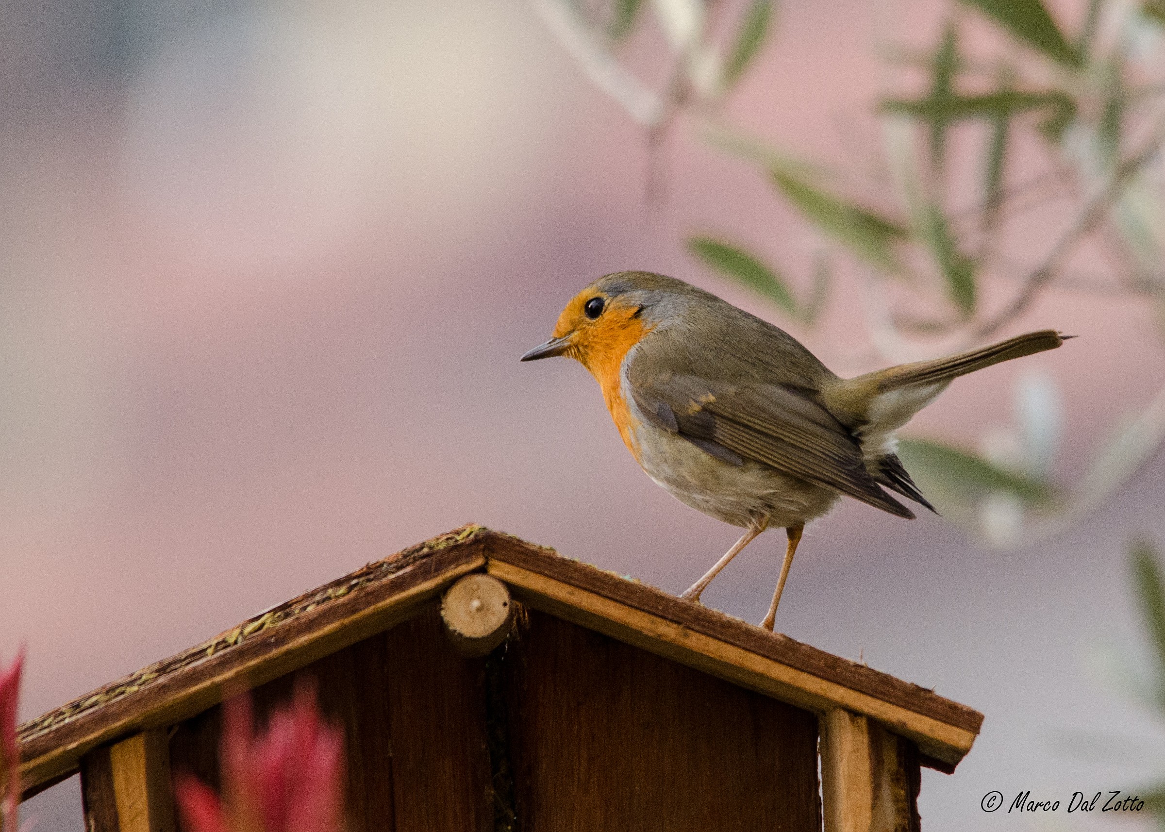 Prime foto con il sigmone, commenti?