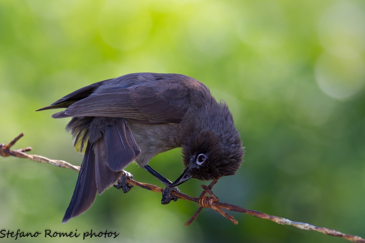 le ali della libertà