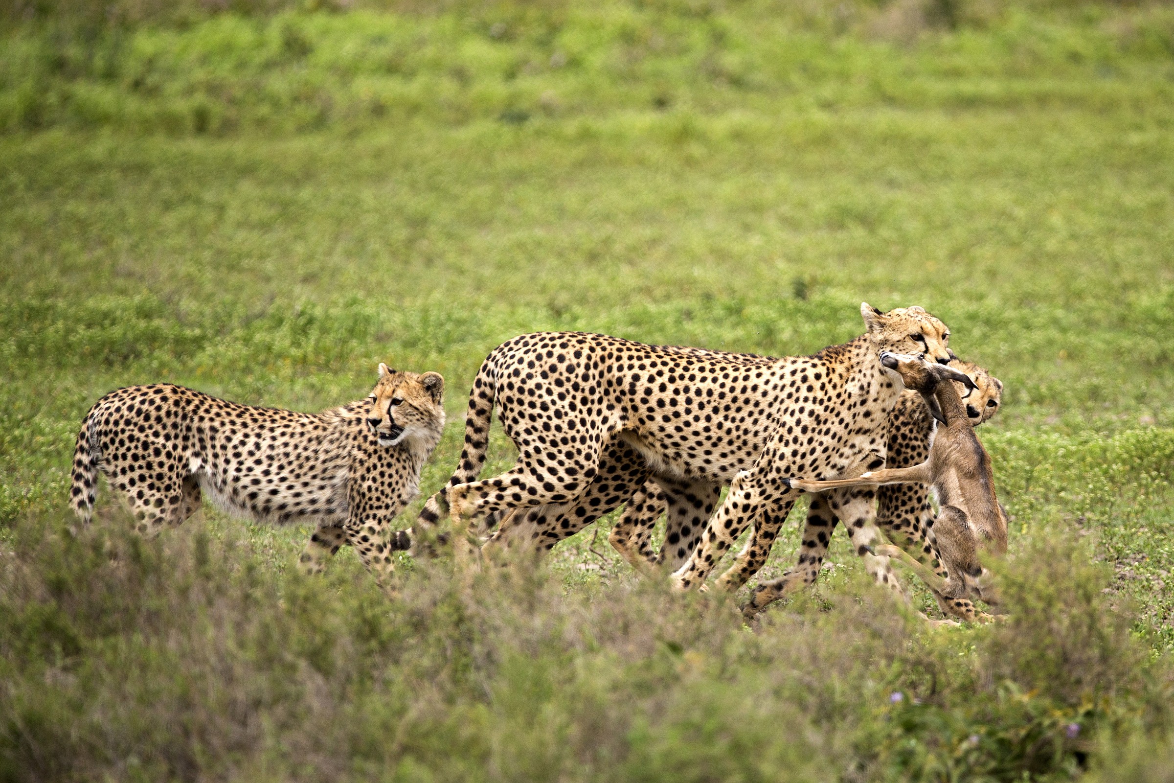 Mamma ghepardo cattura un cucciolo di gazzella