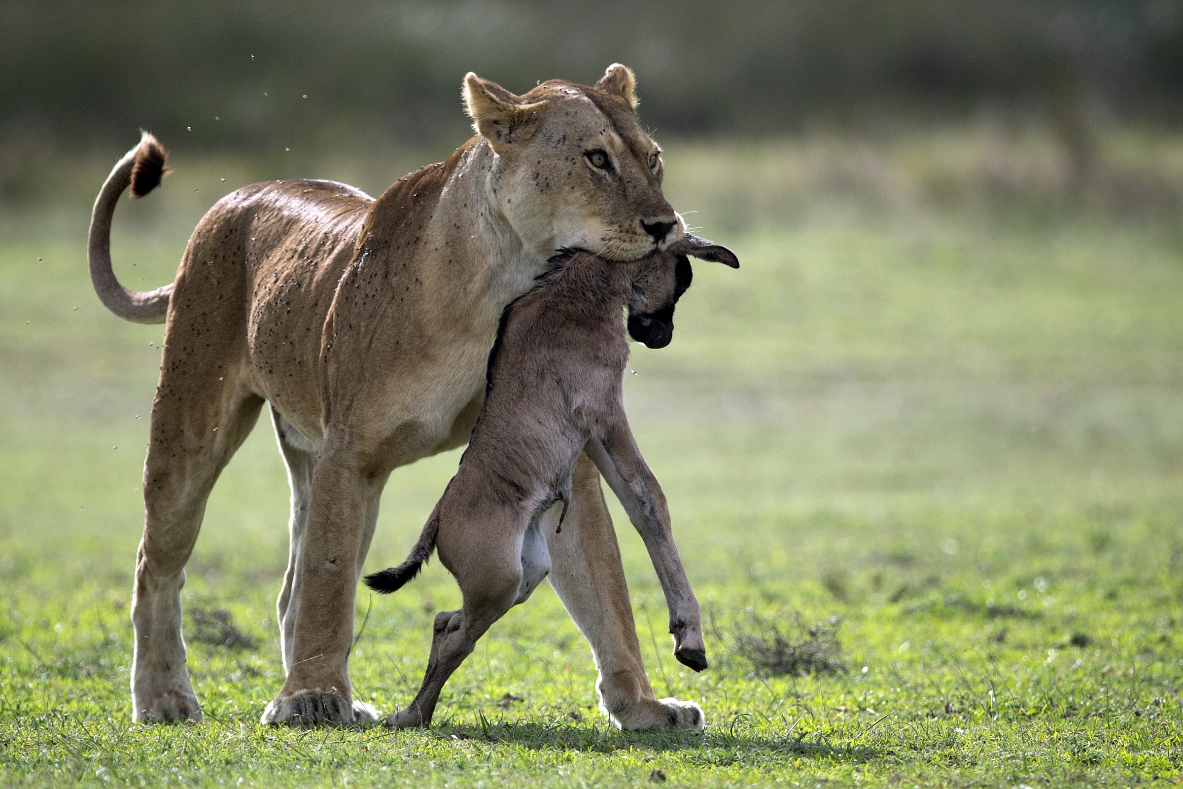 Tragica fine di un cucciolo di gnu