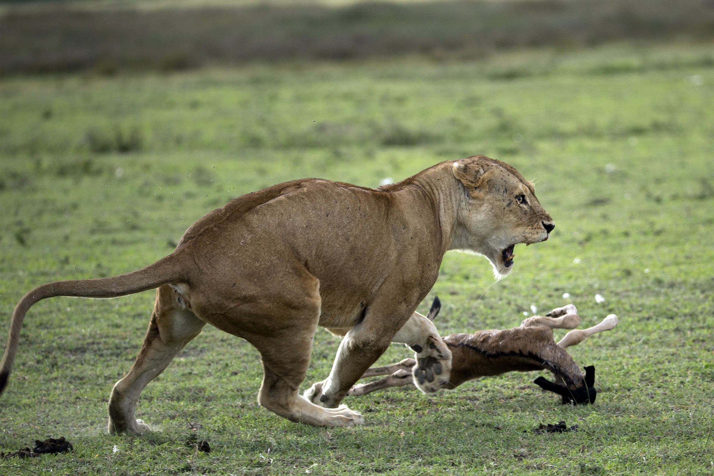 I took it me, and woe to anyone who touches me!