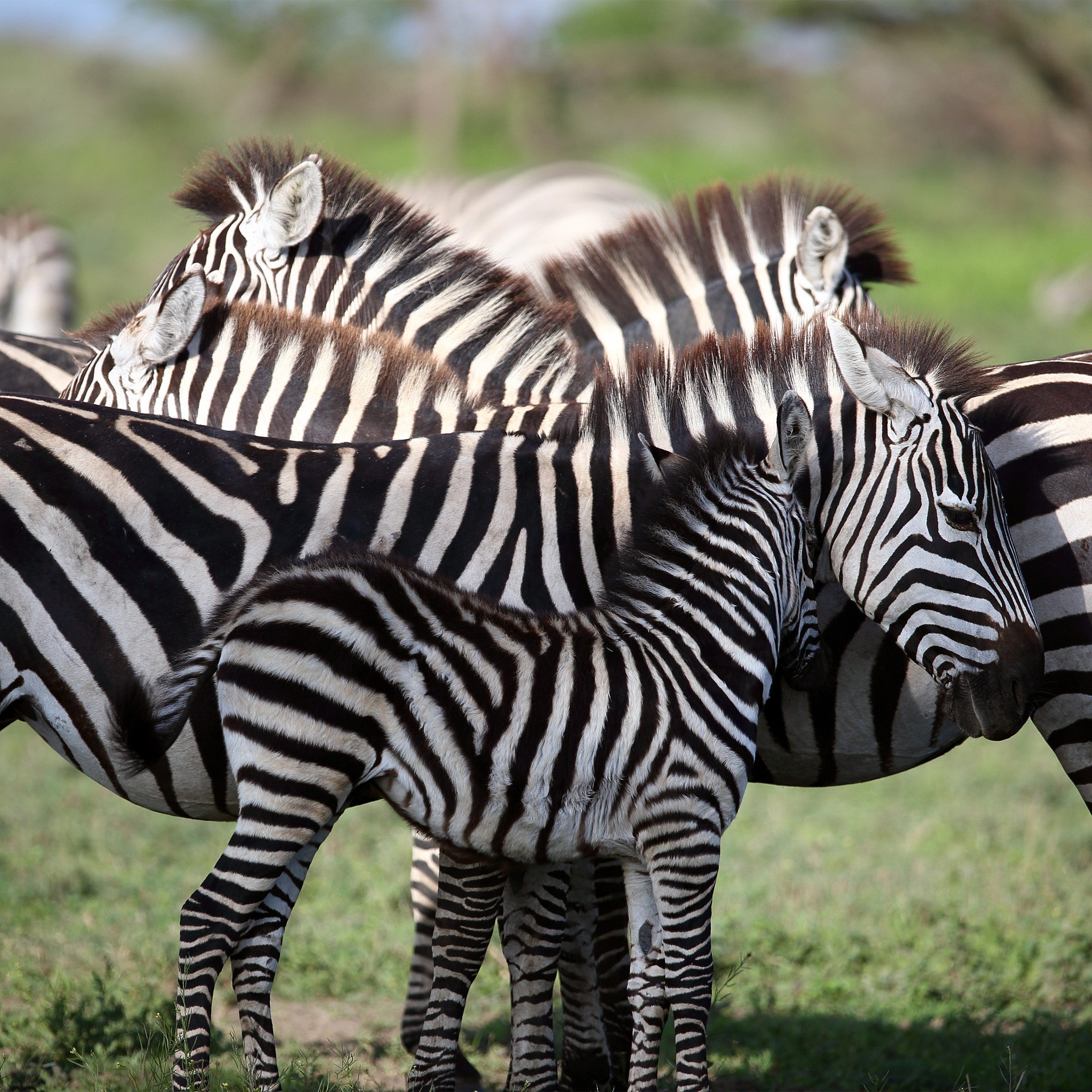 Zebre! Che casino...