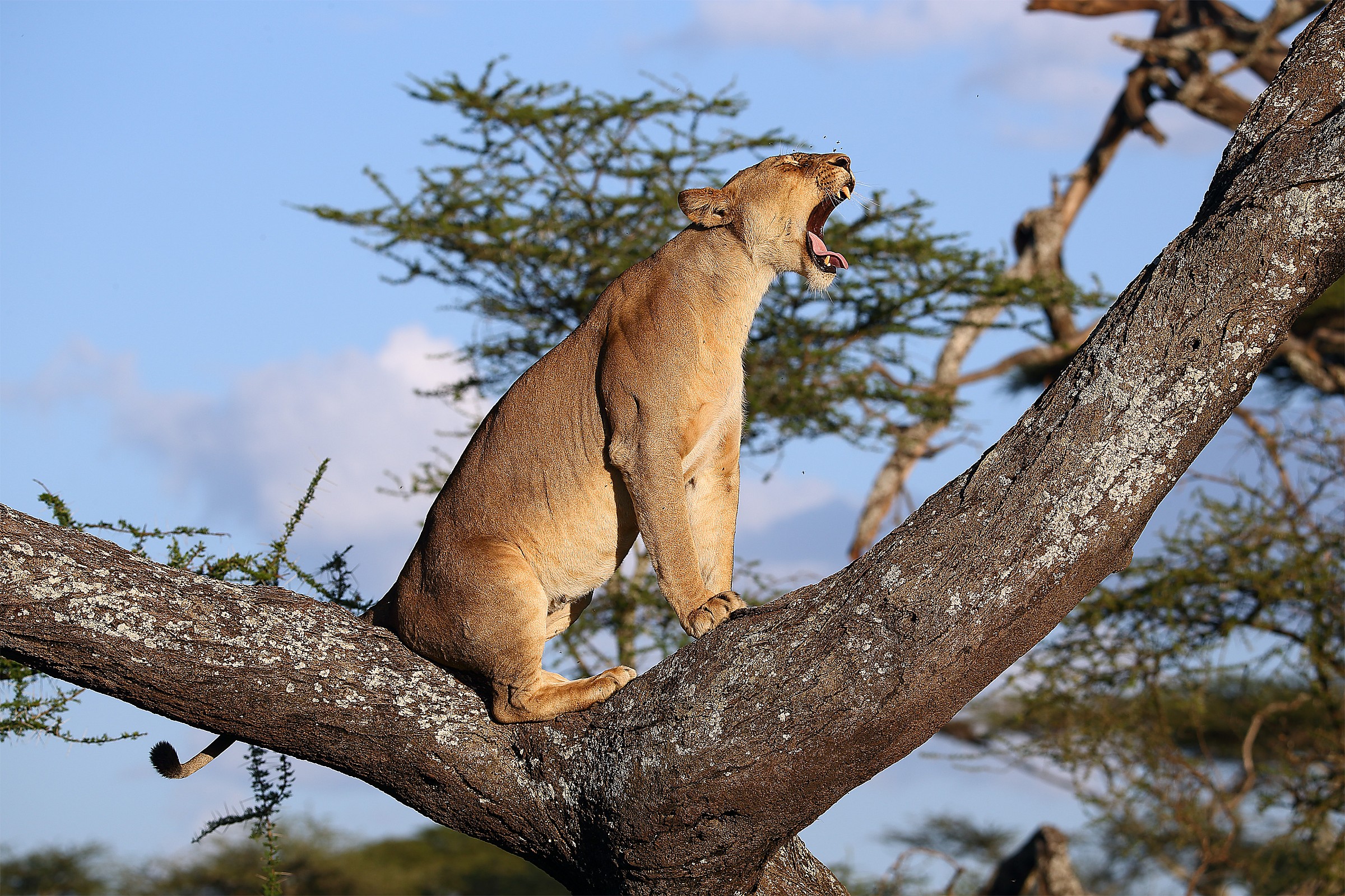 Come ci si annoia sugli alberi...