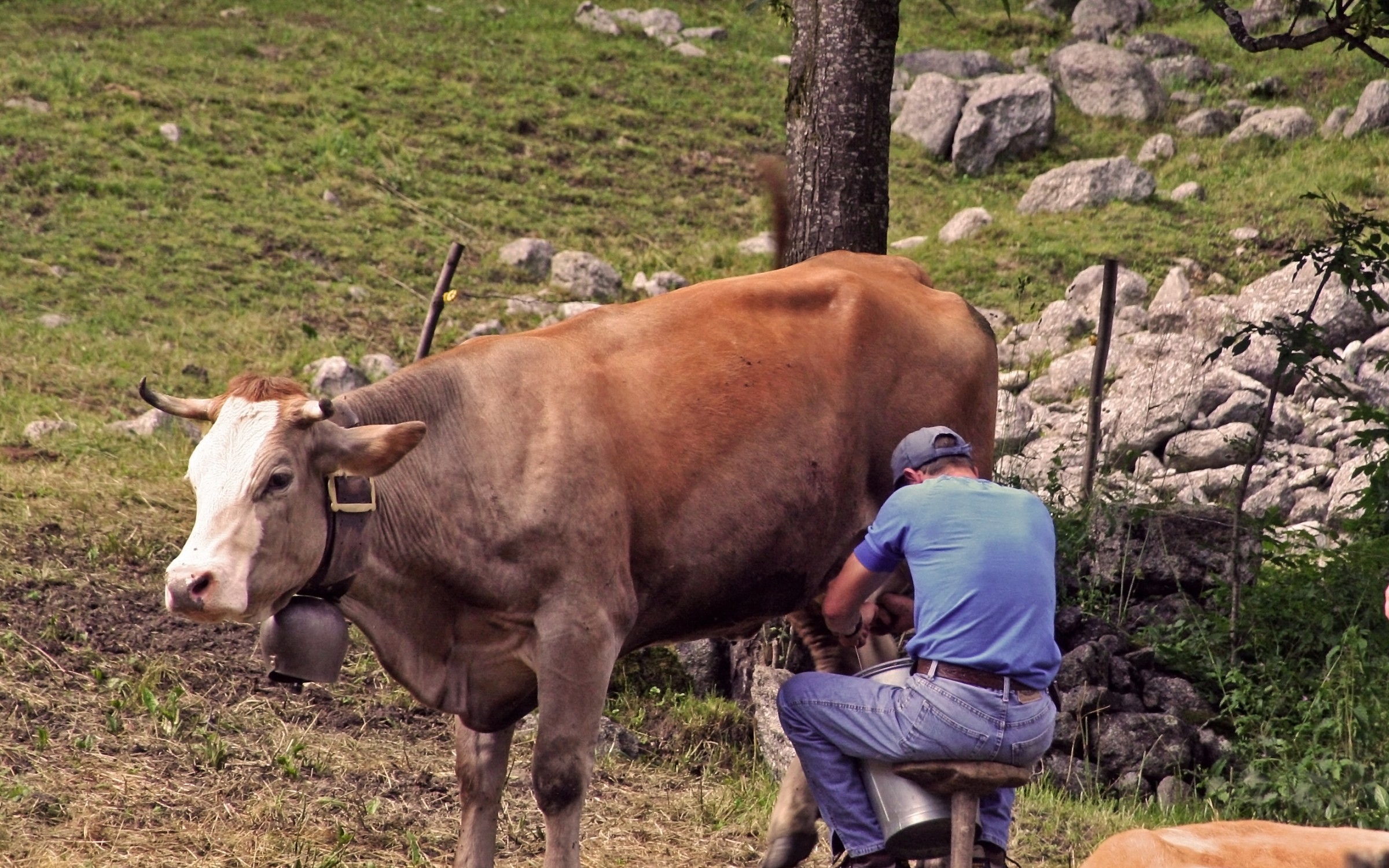 Mungitura in Val di Mello