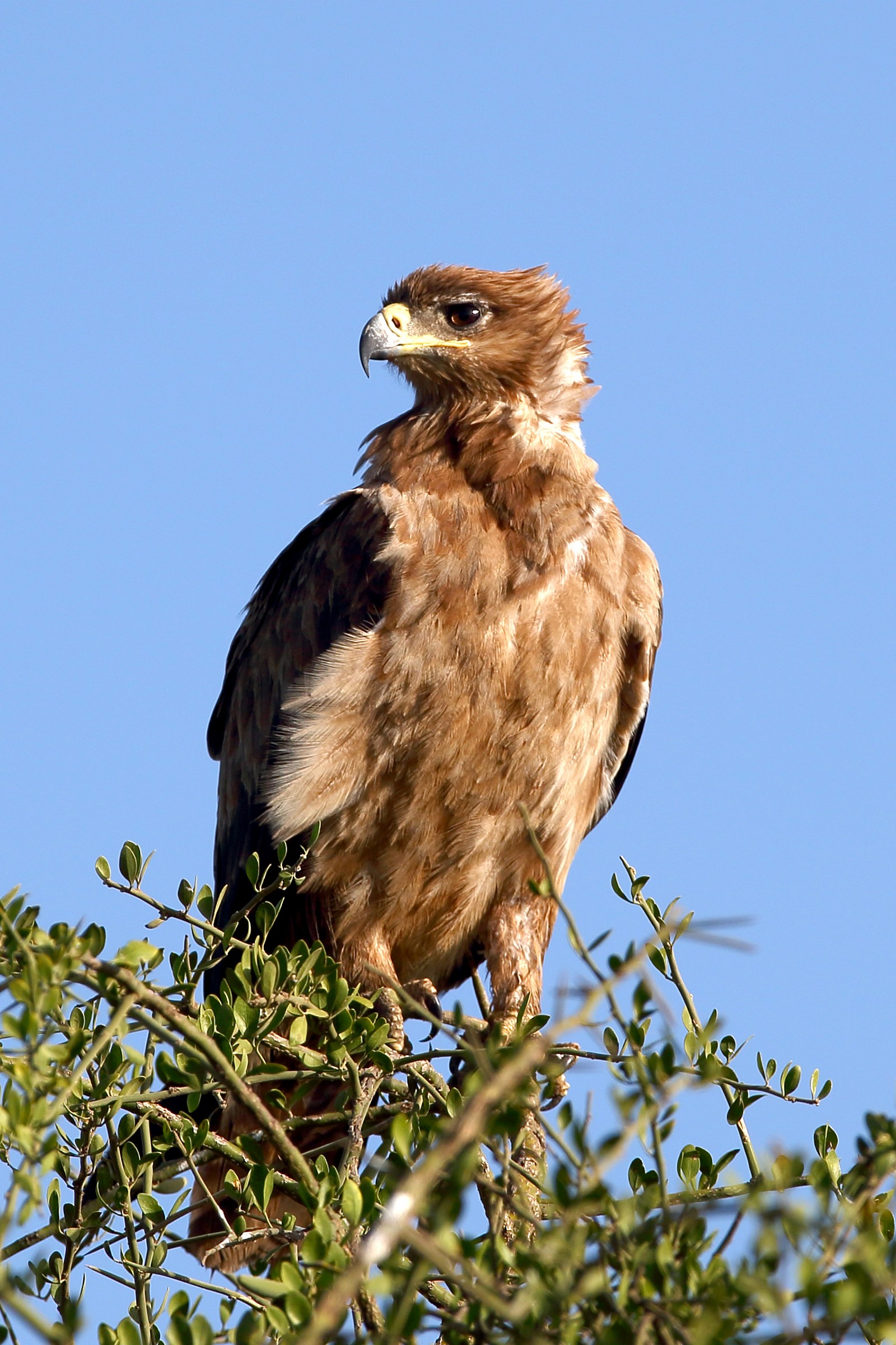 Pending identification