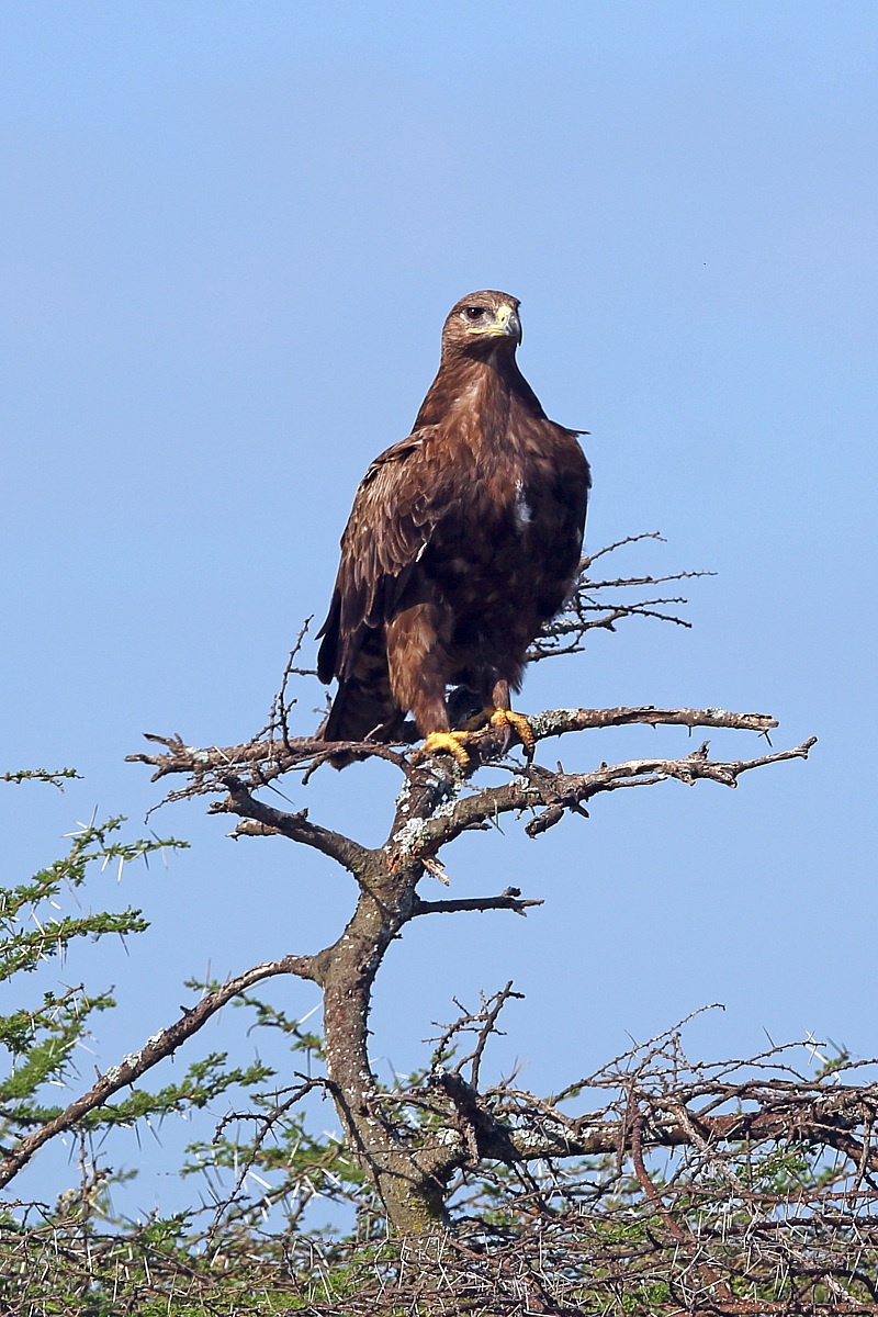 Pending identification