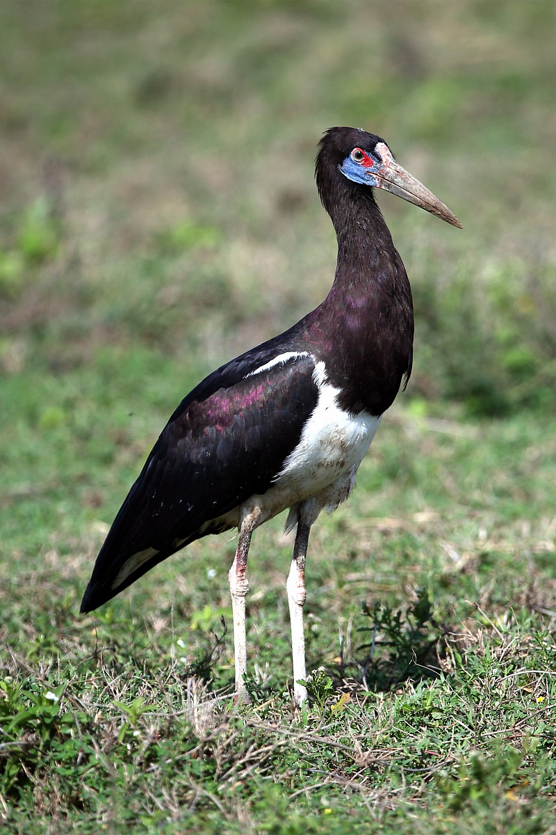 Pending identification