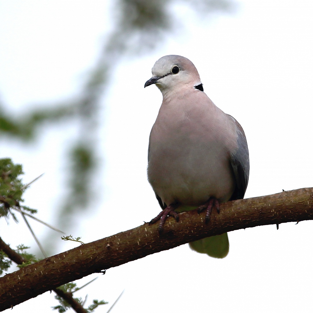 Pending identification