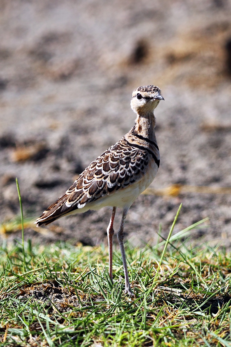 Pending identification