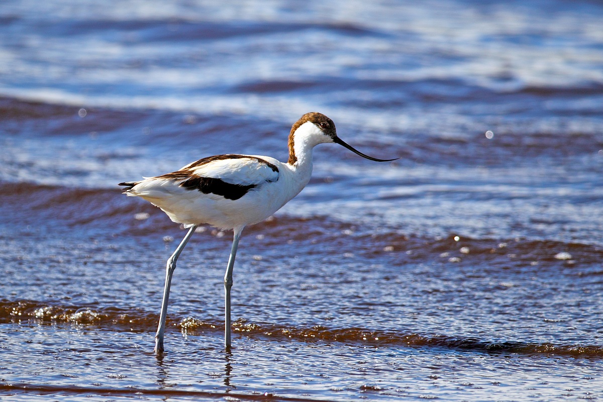 Pending identification