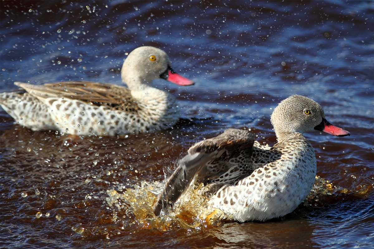 Pending identification