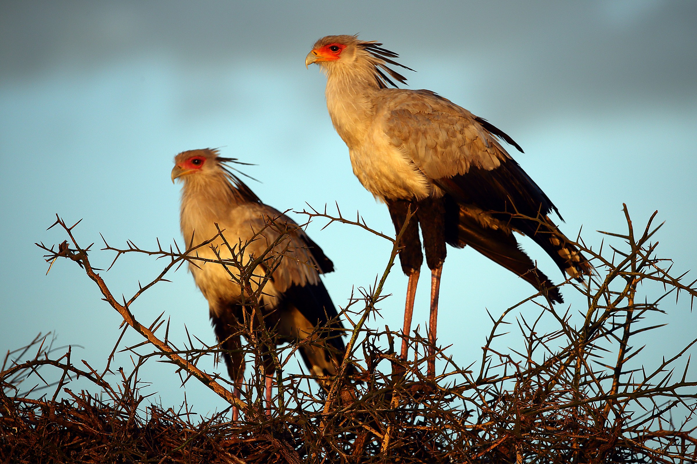 Serpent eagle (Secretary Bird)