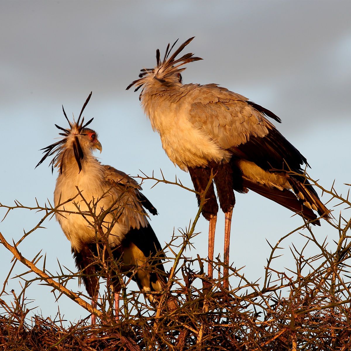 Serpent eagle (Secretary Bird)