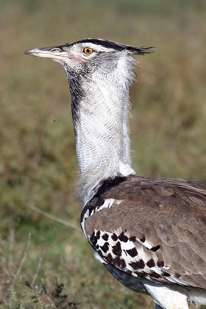Kori Bustard