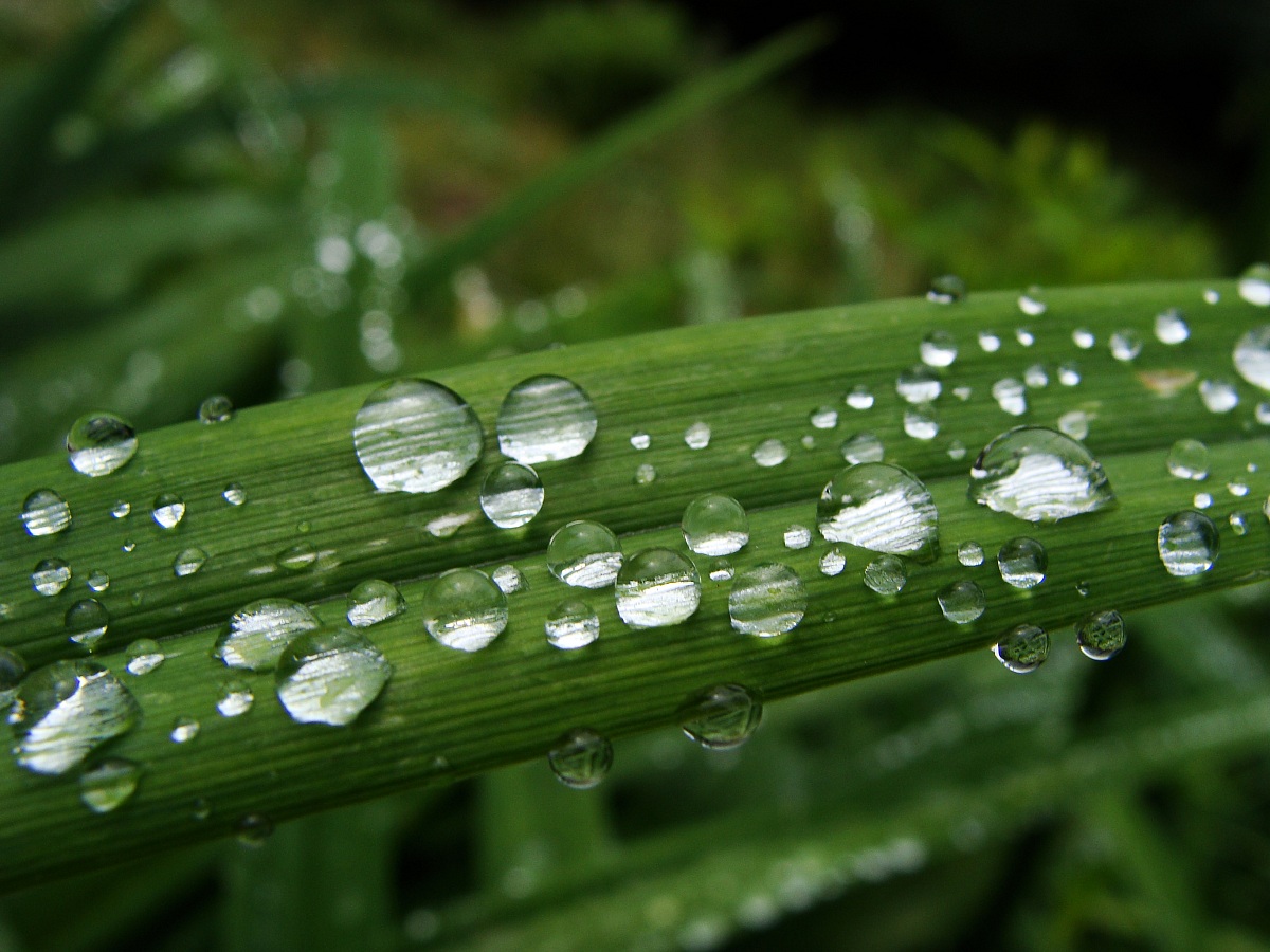 Pearls of rain