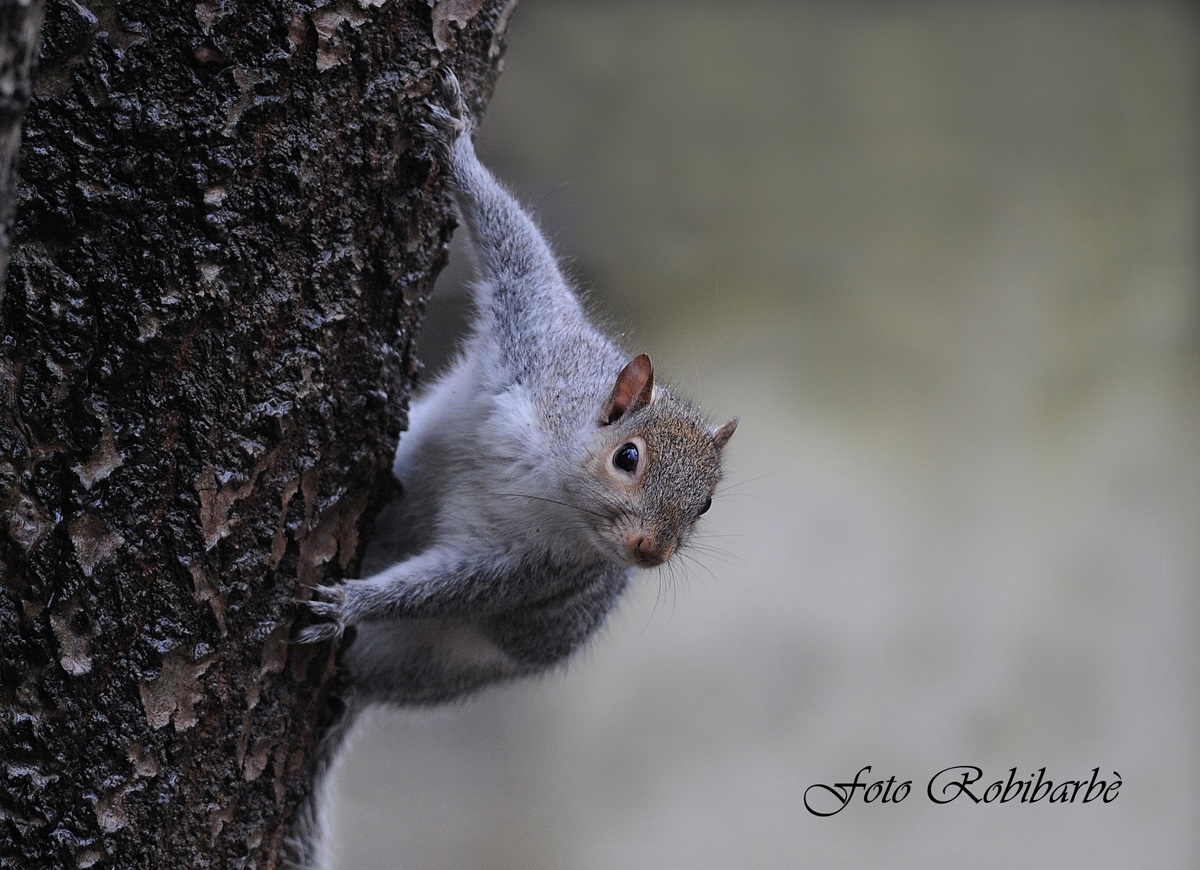 Scoiattolo grigio.....