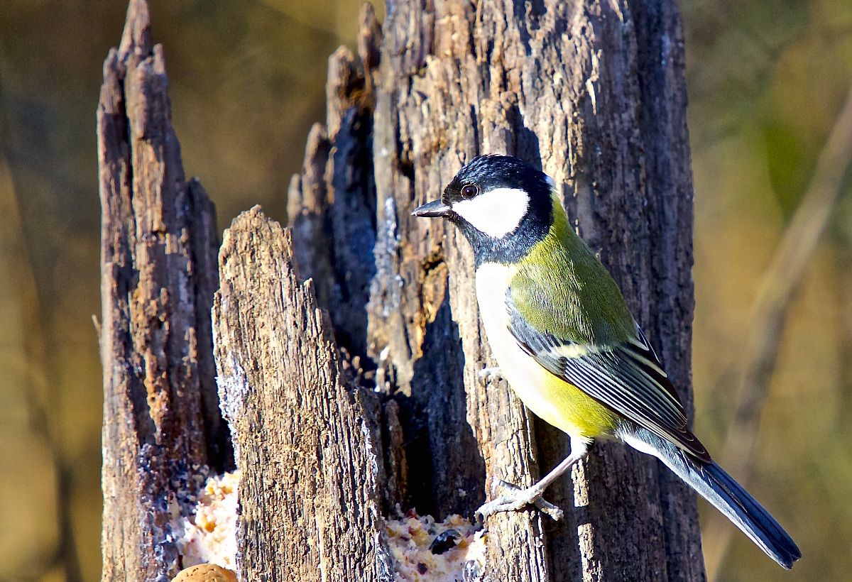 Great Tit