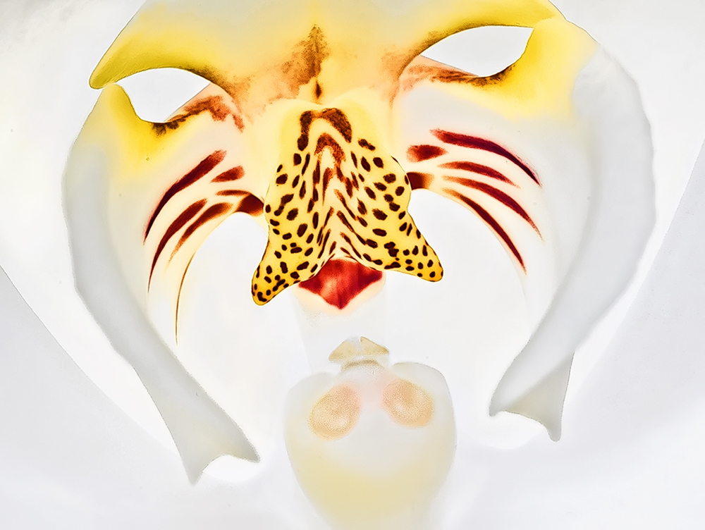 Carnevale di Venezia, con un fiore