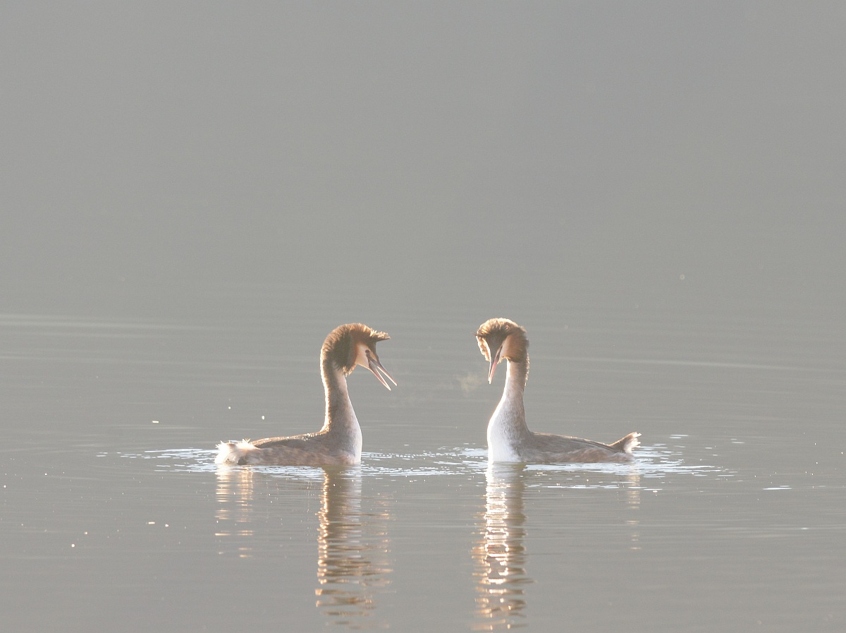 loons in the morning
