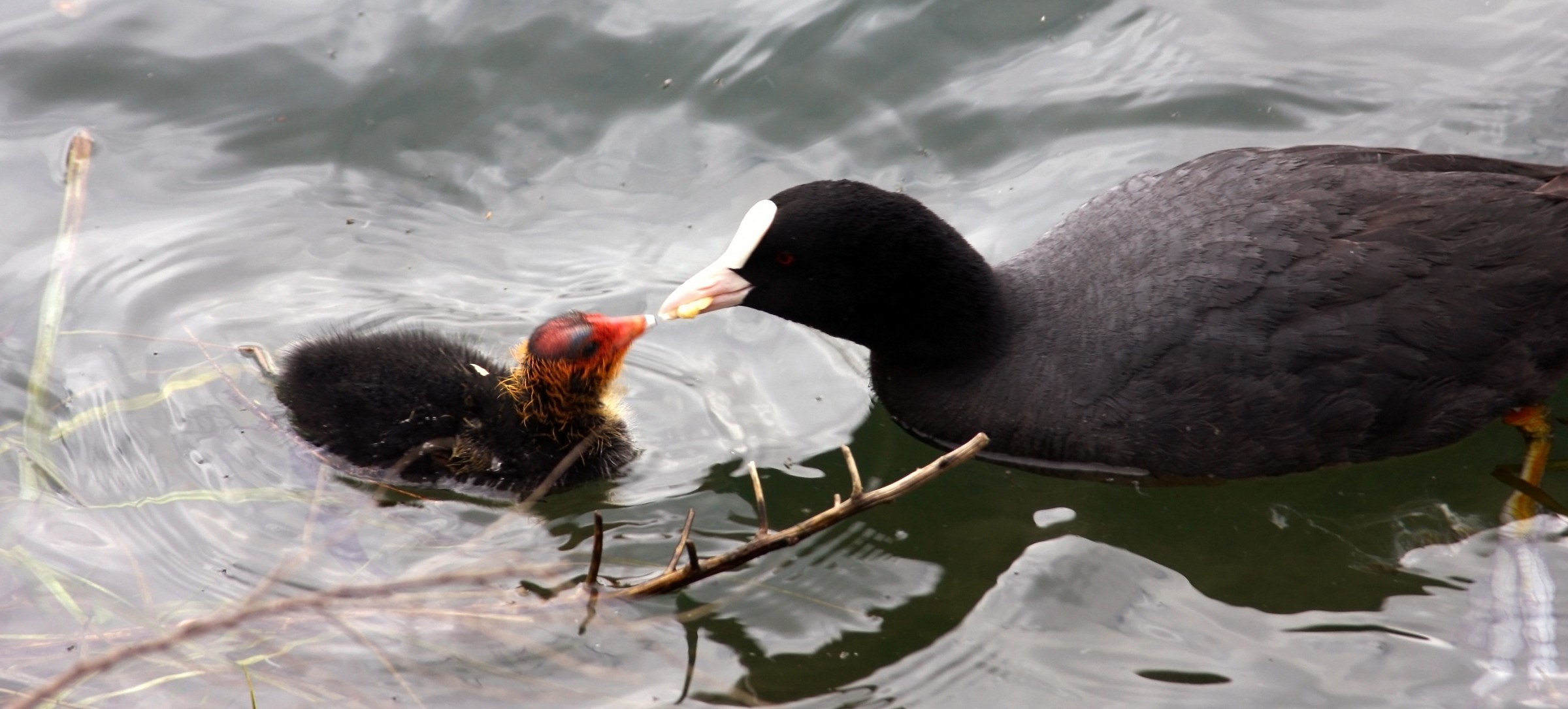 mamma Folaga che imbocca