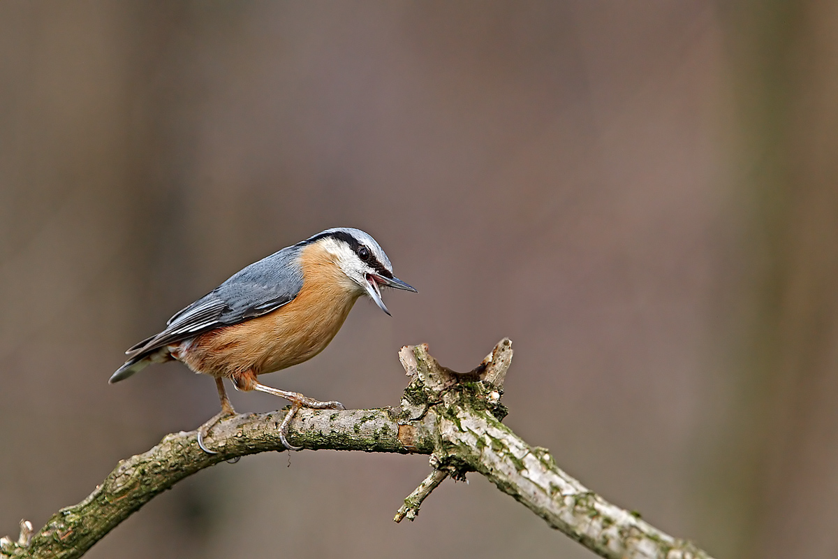 Picchio Muratore Contestatore!